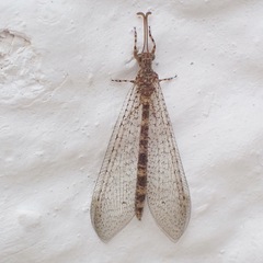 Distoleon annulatus
