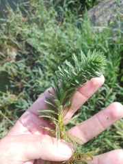 Myriophyllum aquaticum