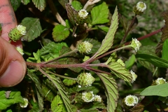 Lippia dulcis