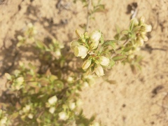 Vaccinium myrtilloides