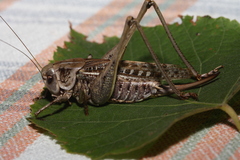 Decticus verrucivorus