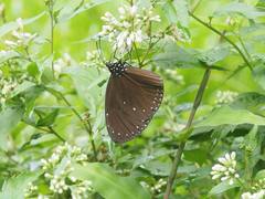 Euploea tulliolus koxinga