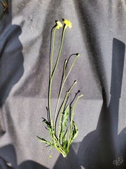 Crepis tectorum