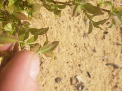 Vaccinium myrtilloides