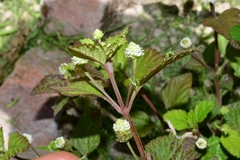 Lippia dulcis