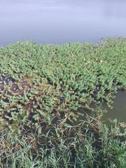 Myriophyllum aquaticum