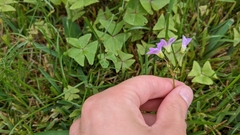 Oxalis intermedia