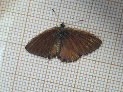 Uranothauma falkensteinii