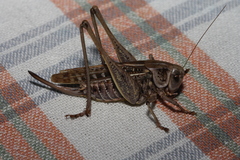 Decticus verrucivorus