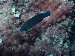 Labrus merula