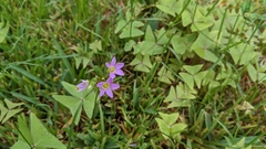 Oxalis intermedia
