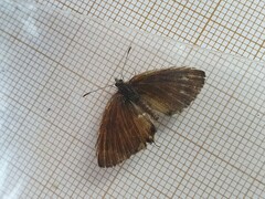 Uranothauma falkensteinii