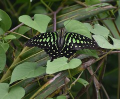 Graphium agamemnon