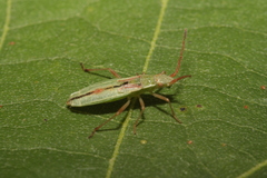 Myrmus miriformis