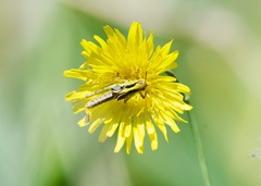 Melanoplus bivittatus