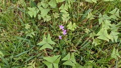 Oxalis intermedia