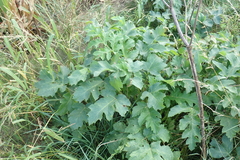 Heracleum sphondylium