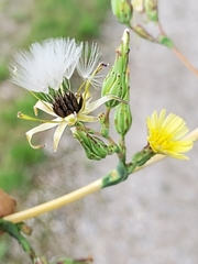 Lactuca canadensis