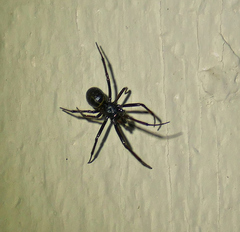 Steatoda grossa