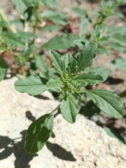 Amaranthus albus