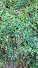 Prunus spinosa