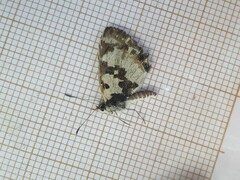 Uranothauma falkensteinii