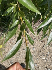 Salix lucida