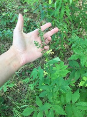 Agrimonia striata