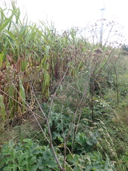 Heracleum sphondylium