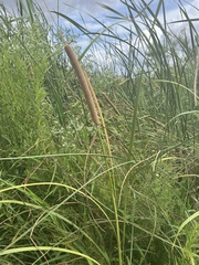 Typha domingensis