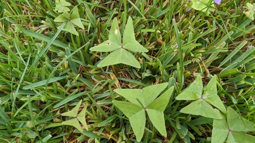 Image of Oxalis dehradunensis by (c) Joseph Aubert, some rights reserved (CC BY)