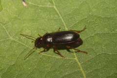 Harpalina