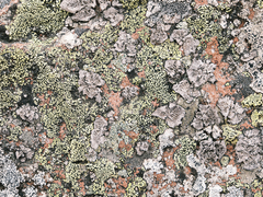 Rhizocarpon