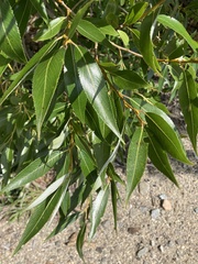 Salix lucida