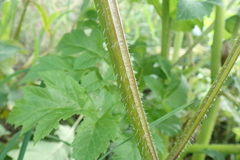 Heracleum sphondylium