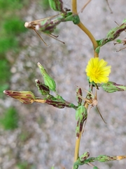 Lactuca canadensis