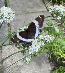 Limenitis arthemis arthemis