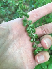 Agrimonia striata