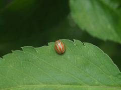 Hemisphaerius formosus
