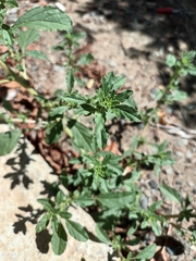 Amaranthus albus