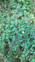 Prunus spinosa