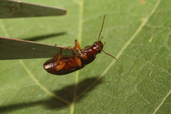 Harpalina