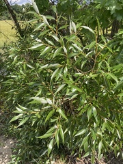 Salix lucida