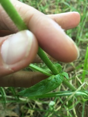 Agrimonia striata