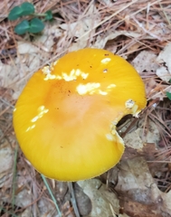 Amanita