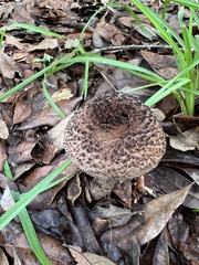 Strobilomyces
