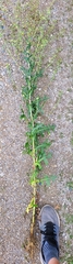 Lactuca canadensis