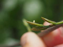 Euploea tulliolus koxinga