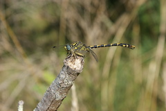 Onychogomphus uncatus