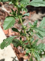 Amaranthus albus